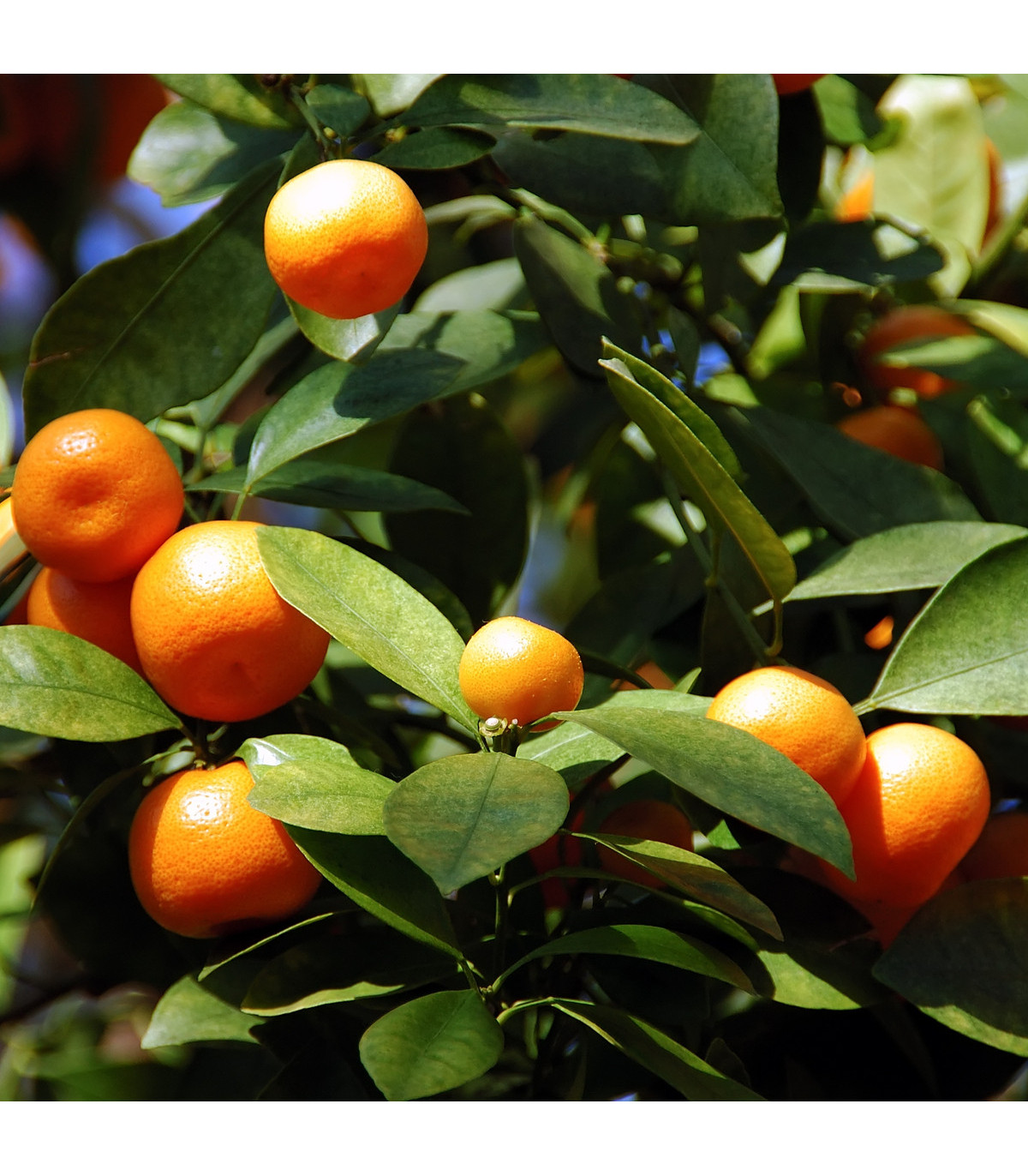 Pomerančovník zakrslý - Citrus mitis - osivo pomerančovníku - 3 ks