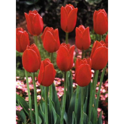 Tulipán Blood Red - Tulipa - cibule tulipánů - 3 ks