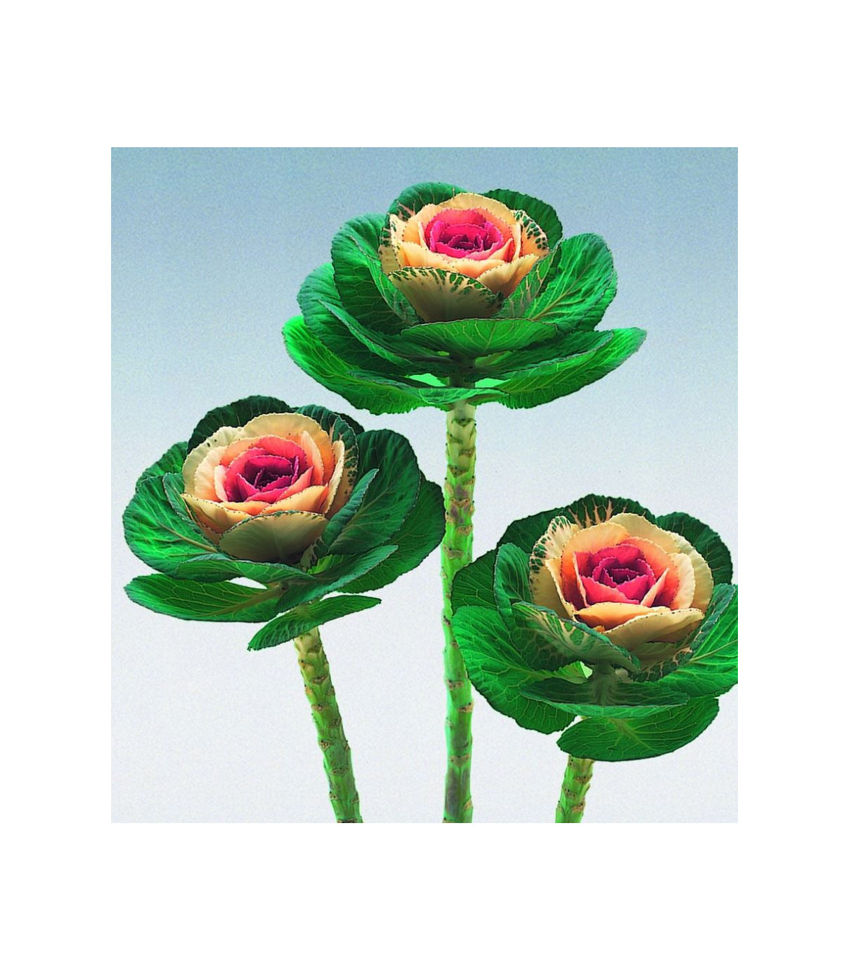Okrasné zelí Crane bicolor F1 - Brassica oleracea - osivo okrasného zelí - 20 ks