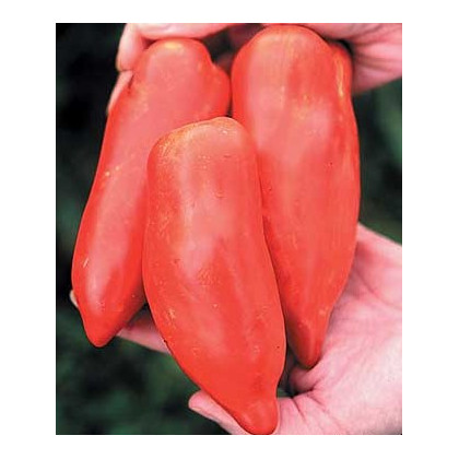Rajče Howard - Solanum lycopersicum - osivo rajčata - 7 ks