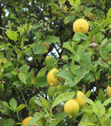 Citroník pravý - Citrus limon - osivo citroníku - 5 ks
