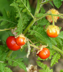 Rajče Liči - Solanum sisymbriifolium - osivo rajčat - 10 ks