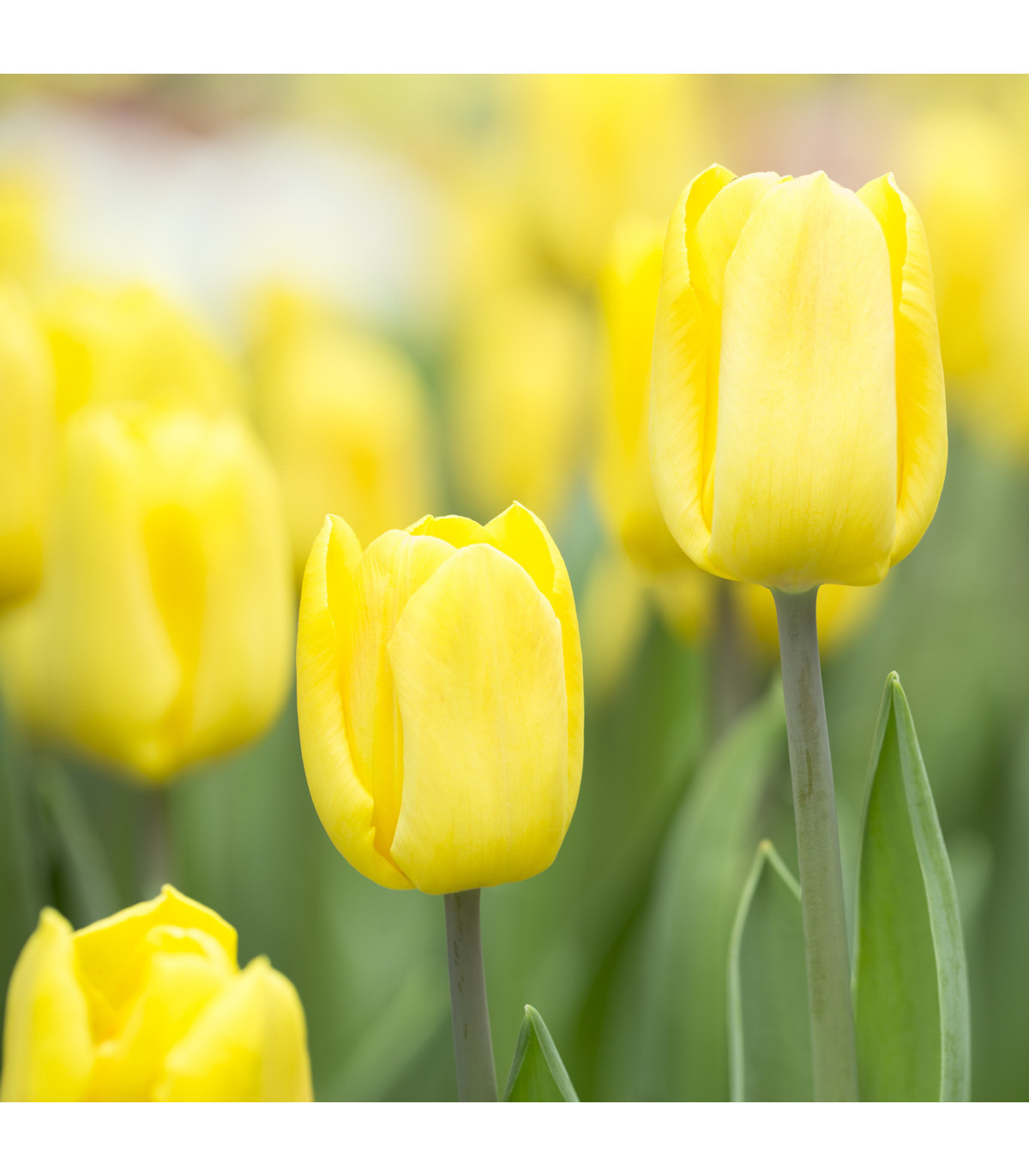 Tulipán Candela - Tulipa - cibule tulipánů - 3 ks