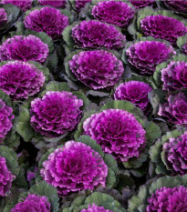 Okrasné zelí Pigeon Purple F1 - Brassica oleracea - osivo okrasného zelí - 20 ks