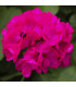 Muškát páskatý Nekita Deep Rose F1 - Pelargonium zonale - osivo muškátu - 4 ks