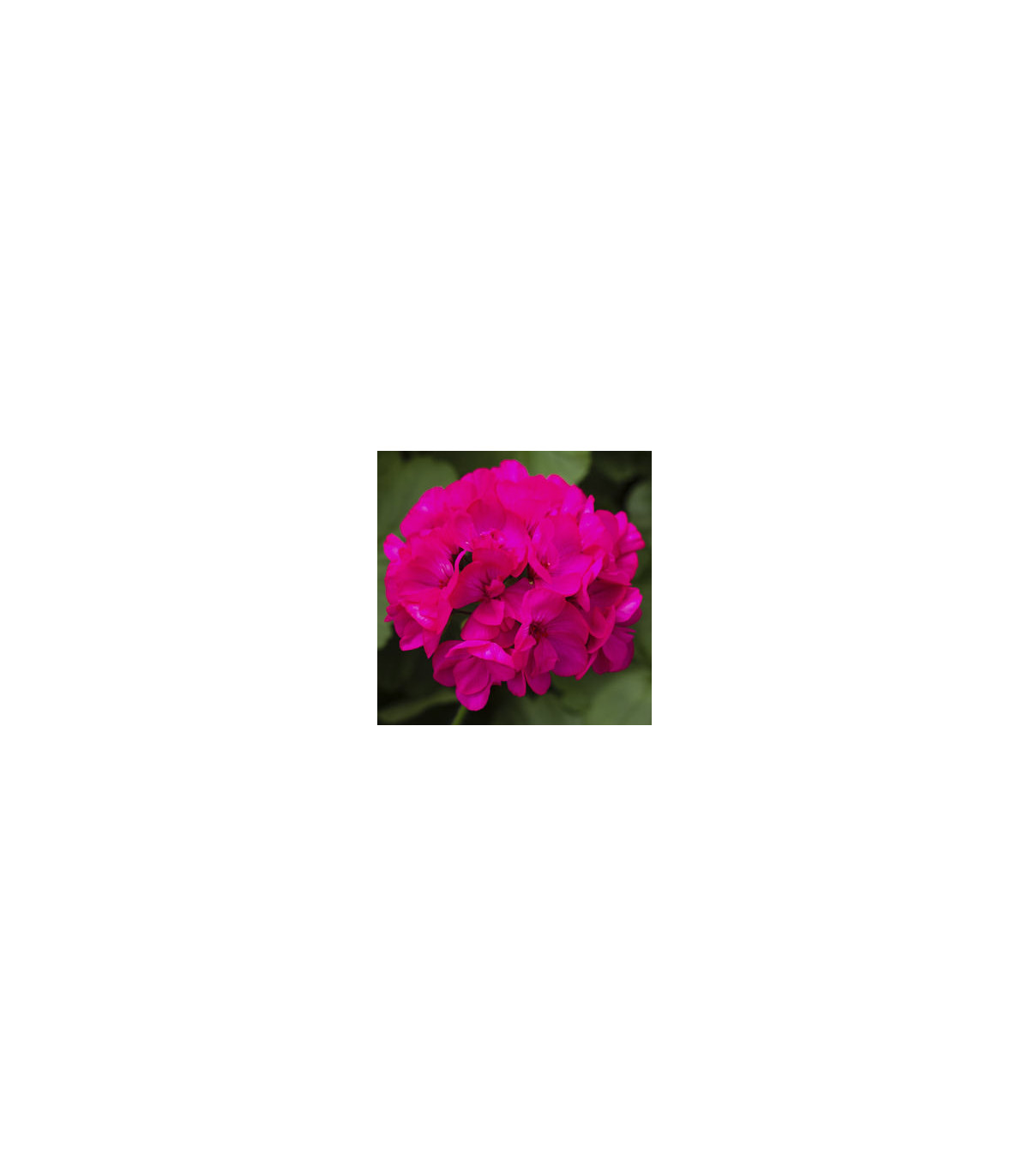 Muškát páskatý Nekita Deep Rose F1 - Pelargonium zonale - osivo muškátu - 4 ks