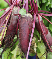 Řepa salátová válcovitá Forono - Beta vulgaris - osivo řepy - 160 ks