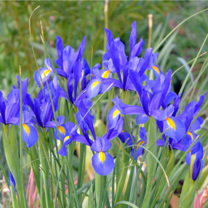 Kosatec Purple Sensation - Iris hollandica - cibulky kosatců - 3 ks