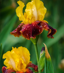 Kosatec německý Accent - Iris germanica - hlízy kosatců - 1 ks