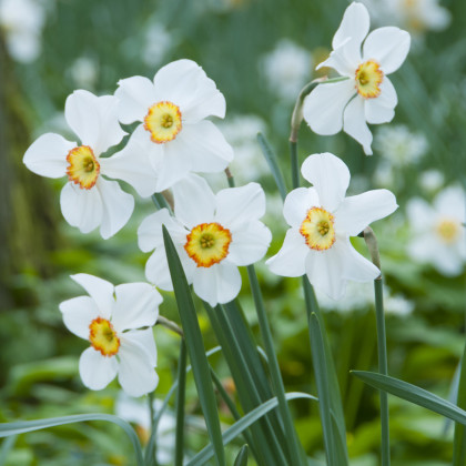 Narcis Actaea - Narcissus - cibule narcisů - 3 ks