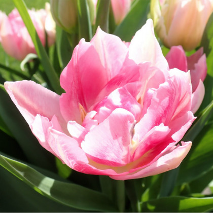 Tulipán Peach Blossom - Tulipa - cibule tulipánů - 3 ks