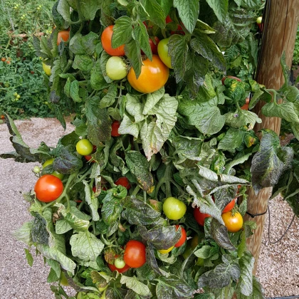 Rajče Rentita - Solanum lycopersicum - osivo rajčat - 15 ks