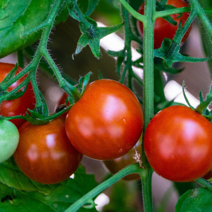 Rajče balkónové Balkonstar - Solanum lycopersicum - osivo rajčat - 10 ks