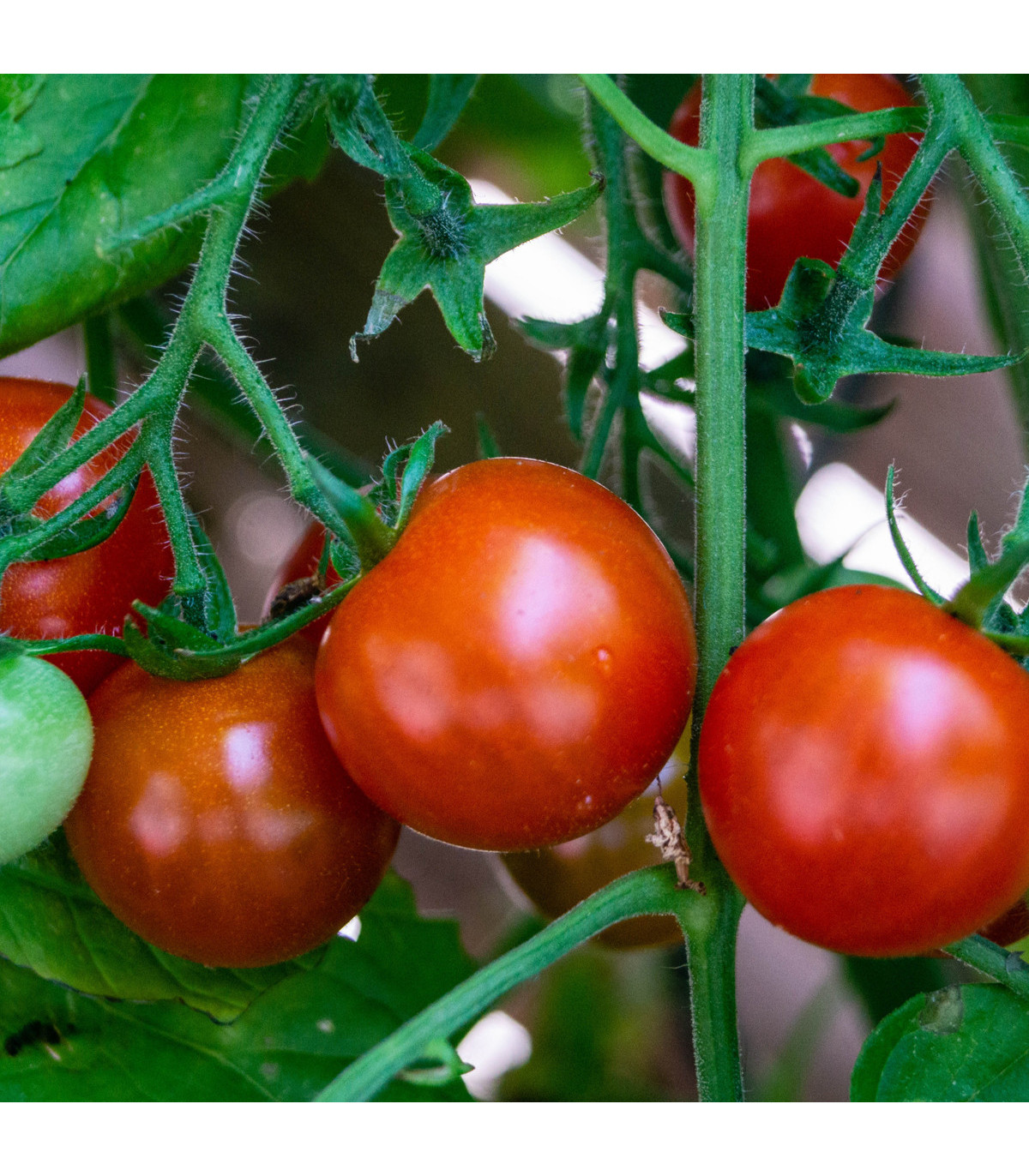 Rajče balkónové Balkonstar - Solanum lycopersicum - osivo rajčat - 10 ks