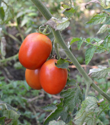 Rajče Roma - Lycopersicon Lycopersicum - osivo rajčat - 65 ks