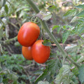 Rajče Roma - Solanum lycopersicum - osivo rajčat - 65 ks