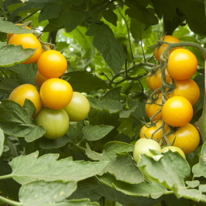 Rajče zlaté Golden Currant - Solanum lycopersicum - osivo rajčat - 5 ks