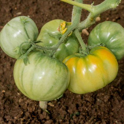 Rajče Brandywine žluté - Solanum lycopersicum - osivo rajčat - 7 ks