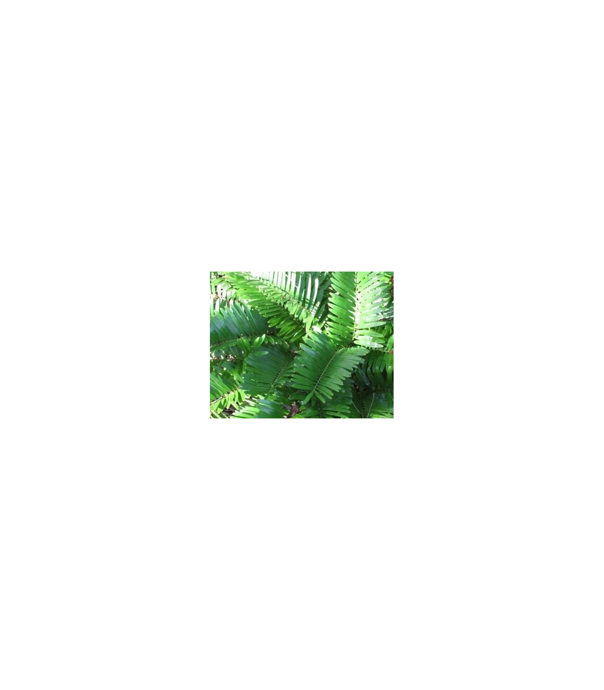 Keják celolistý - Cykas - Zamia floridana - osivo kejáku - 2 ks