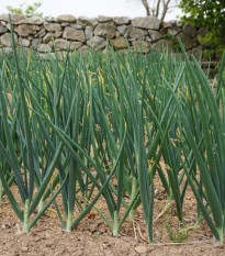 Cibule zimní - Česnek ošlejch - Allium fistulosum - prodej semen cibule - 120 ks