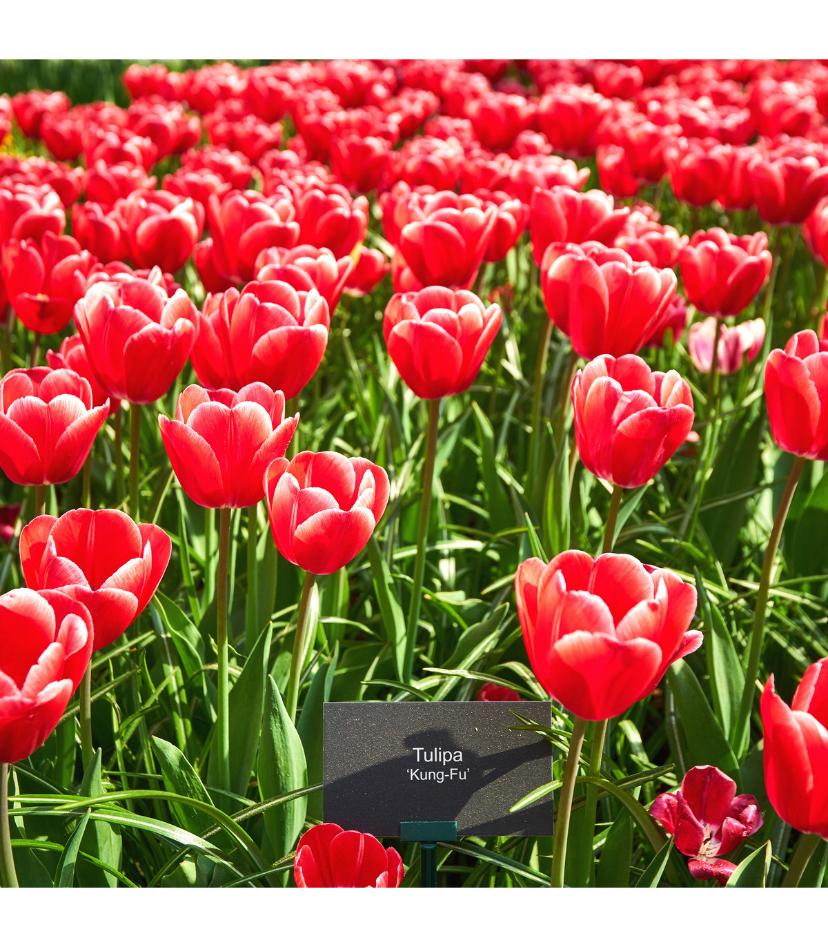 Tulipán Kung Fu - Tulipa - cibule tulipánů - 3 ks