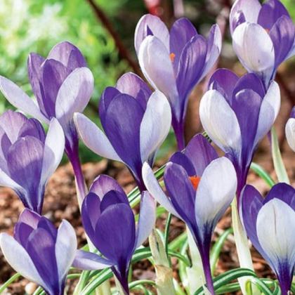 Krokus Yalta - Crocus sativus - hlízy krokusů - 3 ks