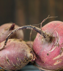 BIO Řepa salátová Chioggia - Beta vulgaris - bio osivo řepy - 40 ks