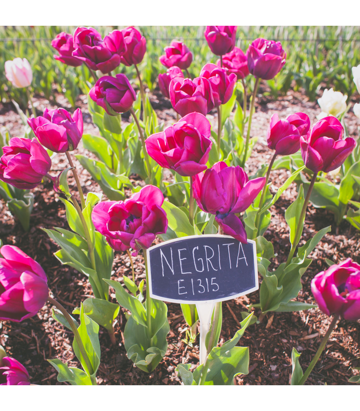 Tulipán Negrita - Tulipa - cibule tulipánů - 3 ks