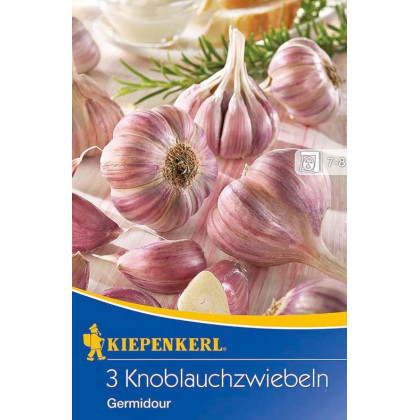 Sadbový česnek Germidour - nepaličák - Allium sativum - cibulky česneku - 1 balení