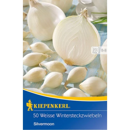 Cibule sazečka ozimá Silvermoon - Allium cepa - cibulky sazečky - 50 ks