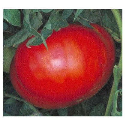 Rajče Věřte nevěřte - Lycopersicon esculentum - osivo rajčat - 6 ks