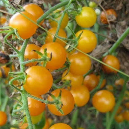 Rajče Sladké zlato - Solanum lycopersicum - osivo rajčat - 7 ks