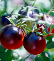 Rajče Cherry černé - Solanum lycopersicum - osivo rajčat - 6 ks