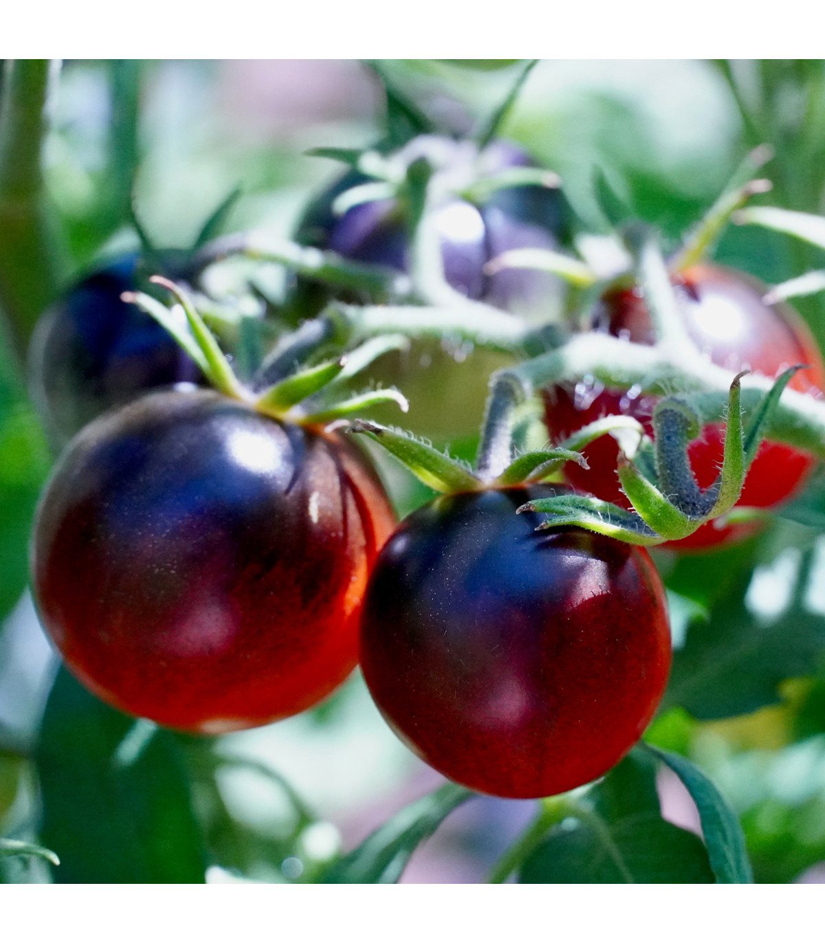 Rajče Cherry černé - Solanum lycopersicum - osivo rajčat - 6 ks