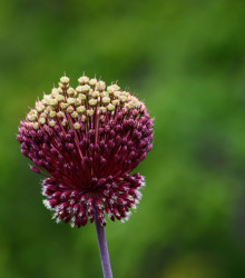 Česnek Red Mohican - Allium amethystinum - cibuloviny - 1 ks