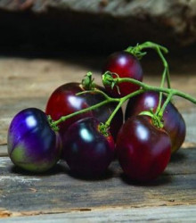 Rajče Indigo Blue Berries - Lycopersicon lycopersicum L. - osivo rajčat - 7 ks