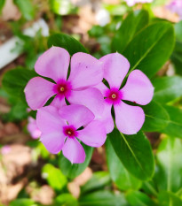 Barvínek Lavander F1 - Catharanthus - osivo barvínku - 30 ks