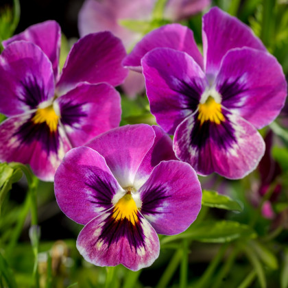 Violka rohatá Sorbet Carmine - Viola cornuta - osivo violky - 20 ks