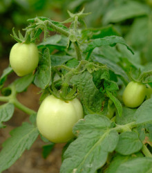 Rajče White Cherry - Solanum lycopersicum - osivo rajčat - 7 ks