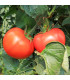Rajče Tornado F1 - Solanum lycopersicum - osivo rajčat - 20 ks