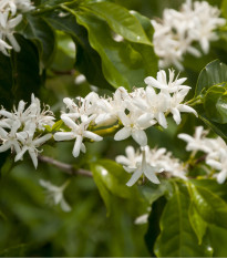 Kávovník arabský zakrslý - Coffea arabica nana - osivo kávovníku - 5 ks