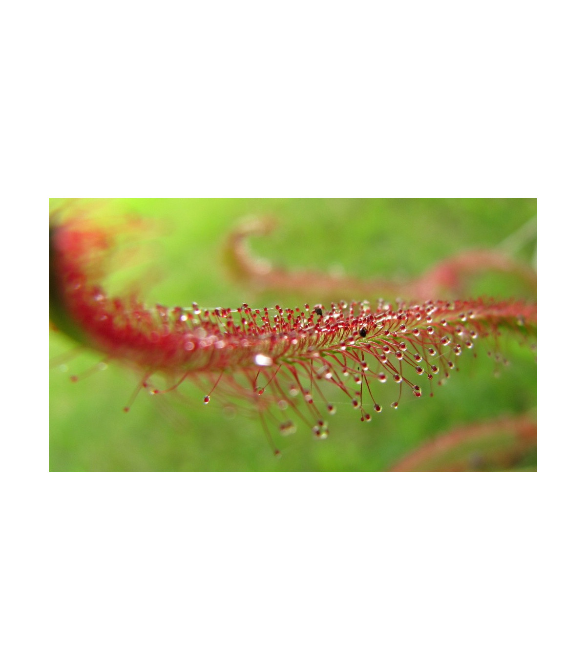 Rosnatka červená - Drosera capensis Giftberg - prodej semen - 15 ks