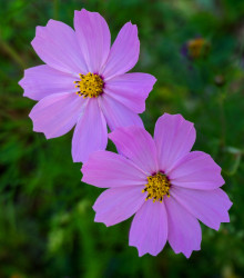Krásenka Sonata Pink - Cosmos bipinnatus - osivo krásenky - 15 ks