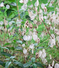 Měsíčnice roční bílá - Lunaria annua - osivo měsíčnice - 40 ks