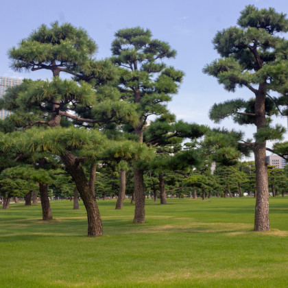 Borovice japonská černá - Pinus thunbergii - osivo borovice - 5 ks