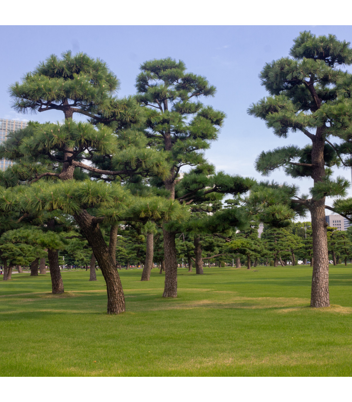 Borovice japonská černá - Pinus thunbergii - osivo borovice - 5 ks