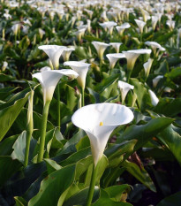 Kala Calagary - Zantedeschia - hlízy kaly - 1 ks