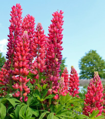 Lupina červená - Lupinus polyphyllus - prostokořenná sazenice lupiny - 1 ks