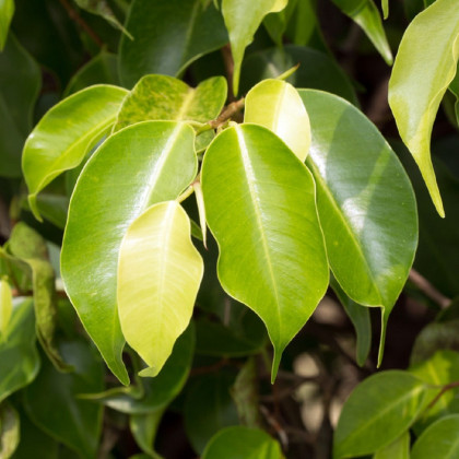 Fíkus Benjamín - Ficus benjamina - osivo fíkusu - 4 ks