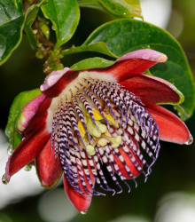 Mučenka čtyřhraná - Passiflora quadrangularis - osivo mučenky - 4 ks